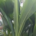 1, 2, 3 Live 3-4 Feet tall Coconut Palm Tree - 2 Gal Pot - Free Shipping