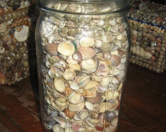 One Quart Canning Jar Full of Hundreds of Small Shells for Arts & Crafts