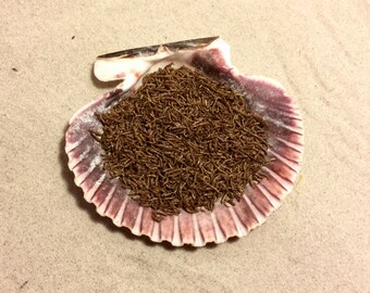 Bloodworms ~ Hermit Crab Food