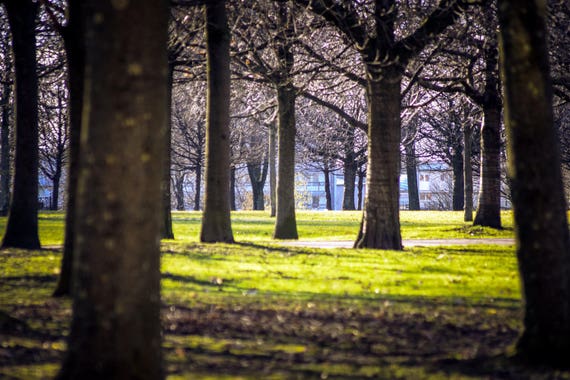 Glasgow, Glasgow Photography, Nature Photography, Glasgow Print, Scotland, Scottish, Wall Art, Wall Decor, City Photography, Park, Trees