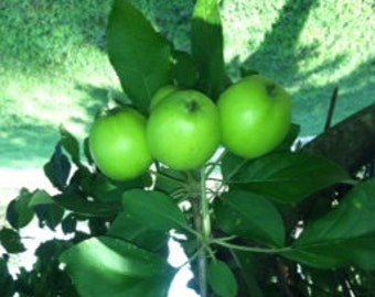 Old Fashioned Apple Butter, 1 Pint, 16 oz
