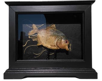 Curiosity Cabinet with Real Piranha