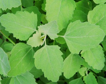 Lamb's Quarters/Wild Spinach Seeds, Chenopodium Album- Organically and Sustainably Grown in Ottawa, Canada