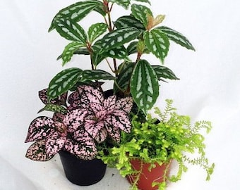 3 Live 2 inch potted Terrarium Plants with "FREE" Shipping!!!