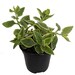 Trailing Ice Plant - 4.5" Pot - Aptenia cordifolia variegata - Easy Succulent