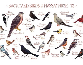 Massachusetts Backyard Birds Field Guide Art Print / Watercolor Painting / Wall Art / Nature Print / Bird Poster