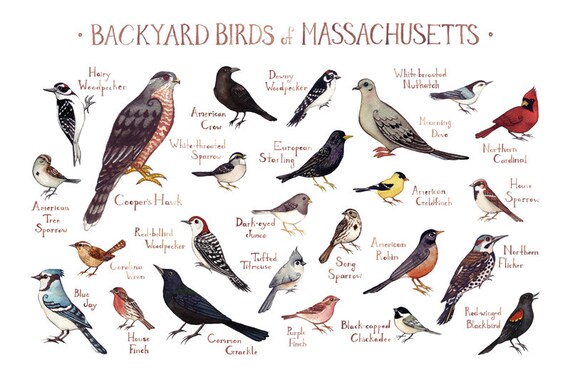 massachusetts backyard birds field guide art print massachusetts backyard birds field guide art print