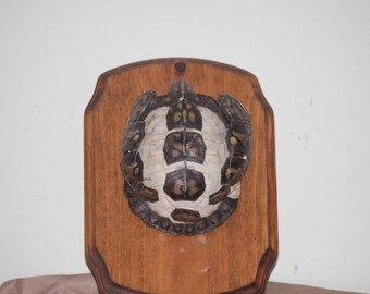 Turtle Shell "Exploding"