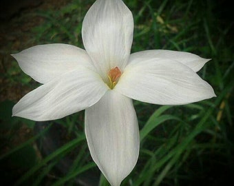 Fragrant Rain Lily Bulb, Zephyranthes 'Drummondii', Rainflower, Fairy Lily, Magic Lily, Zephyr Lily, Atamasco Lily, Flowering Size
