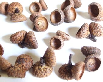 25 Double Acorn Caps - Small, Unfinished Oak Nut Tops J14