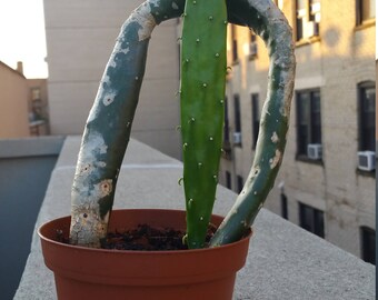 Florida Sourced Prickly Pear Cactus