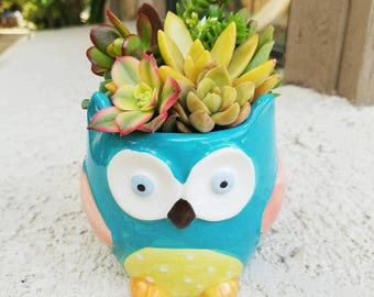 Colorful owl-dorable blue owl pot with living succulent arrangement