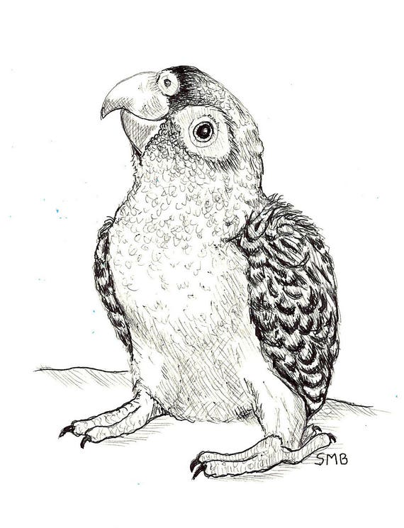 Sally Blanchard Original Pen and Ink Drawing of a baby Jardine's Parrot from the African Poicephalus family