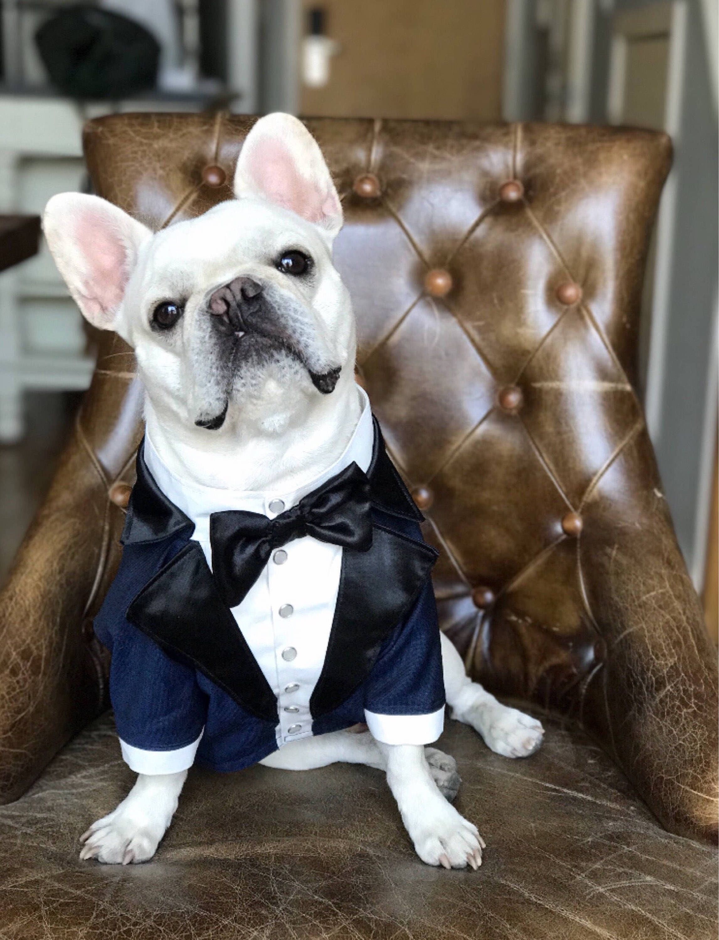 Royal blue dog tuxedo with black lapels and black satin bow