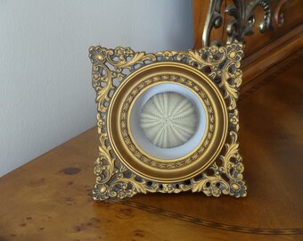 Framed Specimen, Specimen, Sea Urchin, framed shell, Sea urchin in a Vintage Italian Frame, Florentine Frame