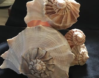 A cluster of four Lightening Whelk Shells from Florida
