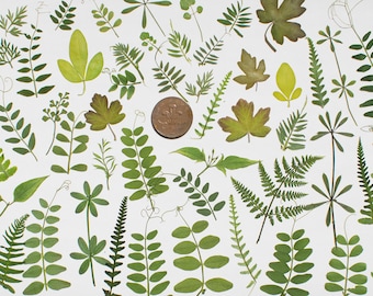50 Pressed Leaves Green Flowers for Card making Scrapbooking art supplies, craft supplies, embelishments