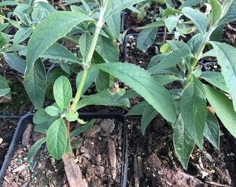 Honeycomb Butterfly Bush- Yellow