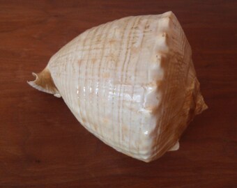 Real Conch Sea Shell Ocean Beach Lake Home décor C557