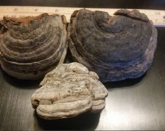 Tinder Polypore conk ice man fungus
