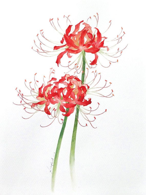 Items similar to Original floral painting * Red Spider Lily - Lycoris