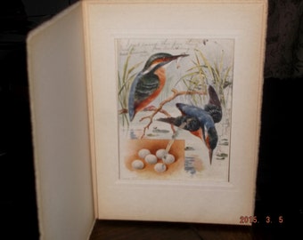 Vintage 1908 "The Kingfisher" postcard in frame by Raphael Tuck & Sons