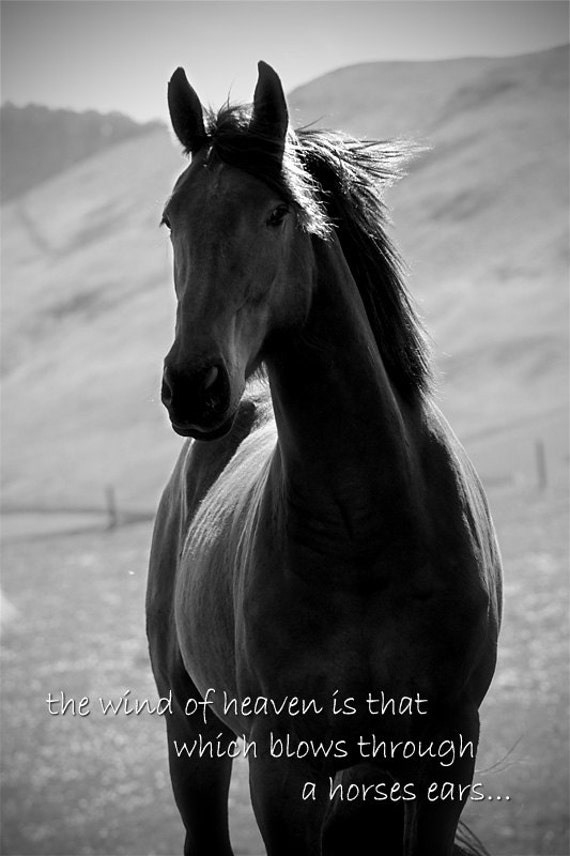 Horse quote inspirational quote horse photo with quote