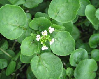 300+ Water cress seed