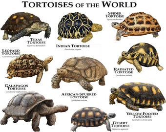Tortoises of the World