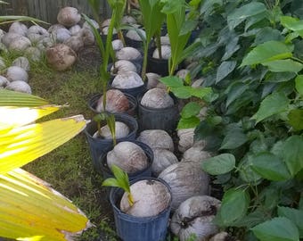 Coconut Freshly Sprouted 1-6 inches
