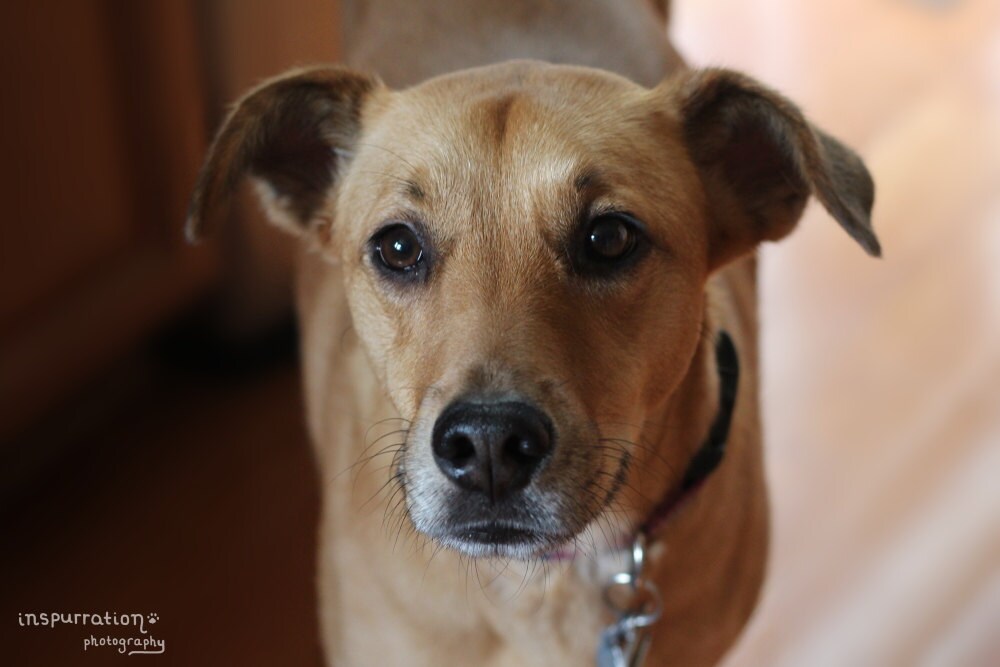 Beautiful Brown Eyes Dog Photography Yellow Dog Mixed