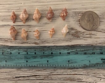 10 Drill Shells from Southwest Florida seashells