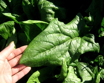 Heirloom Spinach seeds, Organic Spinach seeds, non-GMO Spinach seeds, home grown Giant Winter Spinach seeds