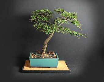 Caitlin Elm Bonsai Tree "Fall'17 Elm Collection" from LiveBonsaiTree"