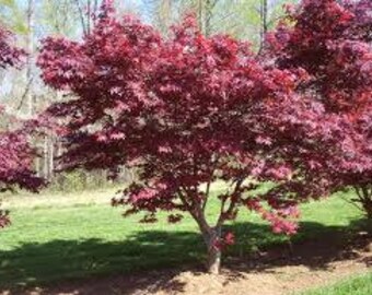 Japanese Bloodgood Maple Seedling in trdae one gallon pot (.667 gallon of dirt)