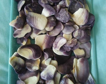 Smooth Martha's Vineyard Massachusetts Hand Picked Wampum/ Quohog Shell Pieces. I Also Have Seaglass, Broken Pottery Pieces, Seashells, Etc