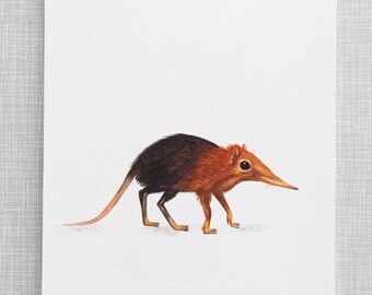 Stuffed animals Elephant Shrew stuffed toy shrew shrew