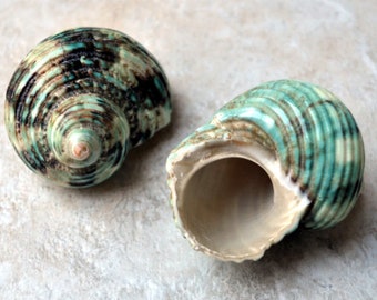 XL Polished Silver Mouth Turbo Seashell (2 pcs.) - (2.5-3") - Turbo Argyrostoma
