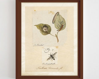 Antique Insect Illustration Insect Print Printable Entomology Print Vintage Insect Wall Art Nature Poster Insect Home Decor Digital Download