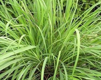 Lemon Grass Seeds, Herb Seeds, Aromatic Herbs, Culinary Herb Seeds, Soap Making Herbs, Herbal Tea Seeds, Medicinal Herbs, Herbs for Tea