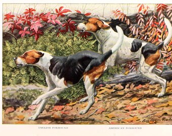 English and American Foxhound illustration by Louis Agassiz Fuertes from a Vintage 1927 Book Page