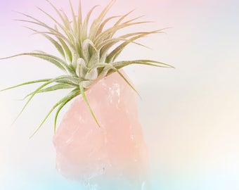 Pretty Pink Rose Quartz Crystal Air Plant Garden, Blush Decor, Gift for Her, Wedding Gift, Easy Care