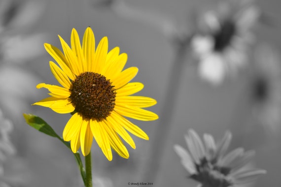 Flower photos home decor wall decor wall art black and white with color accent yellow sunflower black and white single flower Flower photos home decor wall decor wall art black and white with color accent yellow sunflower black and white single flower