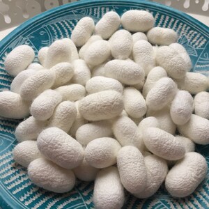 NATURAL WHOLE Mulberry SILK Cocoons Undyed Developing Silk Fibres, Silk Hankies, Craft Projects, Cold Process Soap Silk Cocoon Soap making