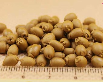 Dolls House Miniature Kiwi Fruit-10pcs/pack