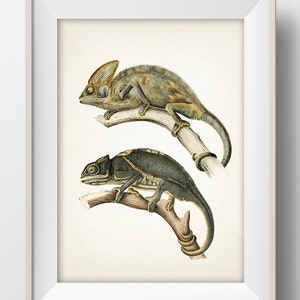 Chameleon print | Etsy