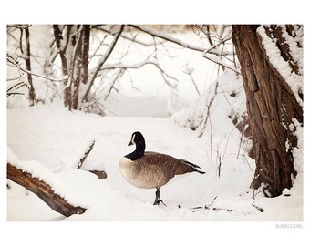 Nature Photography PRINT, Canada Goose in the Snow, Wall Art