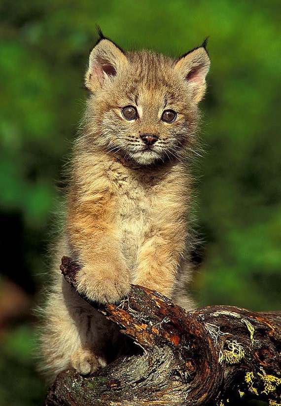 Lynx Kitten 8x10 Animal Photography Wildlife Nature