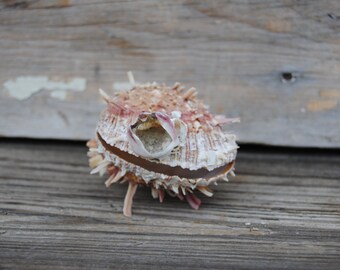 Spiny Oyster 2.5" - Beach Decor - Oyster - Sea Life