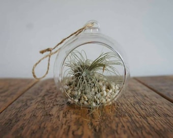 Hanging Air Plant Terrarium